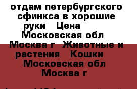 отдам петербургского сфинкса в хорошие руки › Цена ­ 500 - Московская обл., Москва г. Животные и растения » Кошки   . Московская обл.,Москва г.